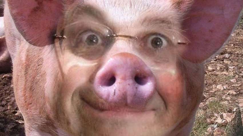 В Японии  скрестят эмбрион человека со свиньей и крысой