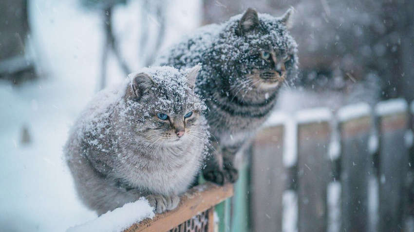 В Украину идет холод: что будет с погодой