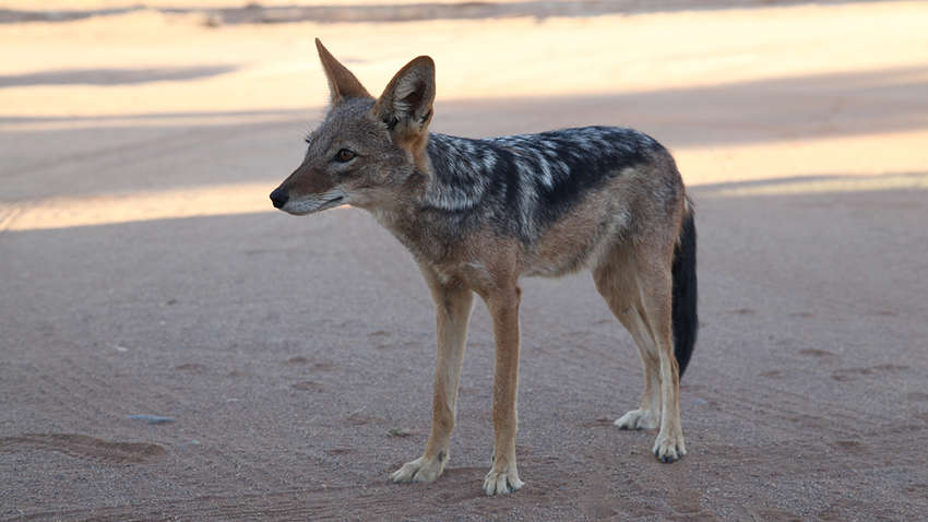 В опустевшем парке Тель-Авива поселились шакалы
