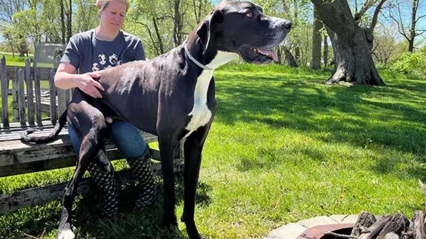 Найвищий пес у світі: як виглядає собака-велетень 