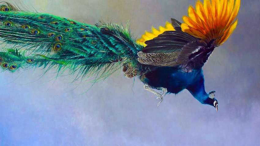 Видеофакт: в Запорожье на балкон высотки прилетел павлин