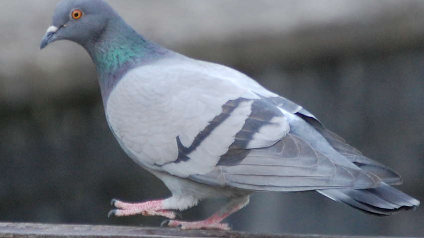 У Полтавській області жінка їла сирого голуба з пір'ям (ВІДЕО 18+) У Полтавській області жінка їла сирого голуба з пір'ям (ВІДЕО 18+)