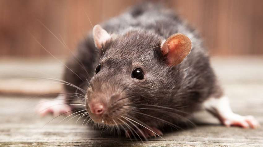 Жителі Сіднея з жахом чекають нашестя щурів, - The Guardian