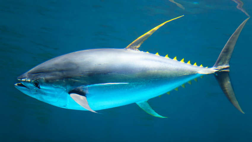 Новый рекордсмен: рыбаки поймали 271-килограммового тунца (ФОТО)