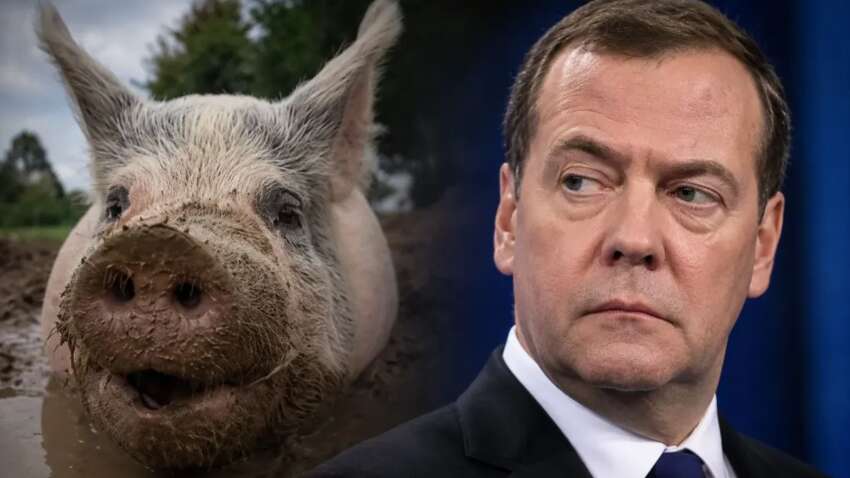 Медведев опубликовал видео с рыжей свиньей и быстро удалил его: детали скандала Медведев опубликовал видео с рыжей свиньей и быстро удалил его: детали скандала