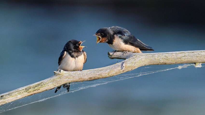Церковне свято 20 травня: які знаки та прикмети не можна ігнорувати Церковне свято 20 травня: які знаки та прикмети не можна ігнорувати