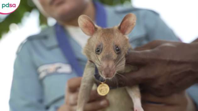 У Камбоджі помер легендарний щур-сапер Магава