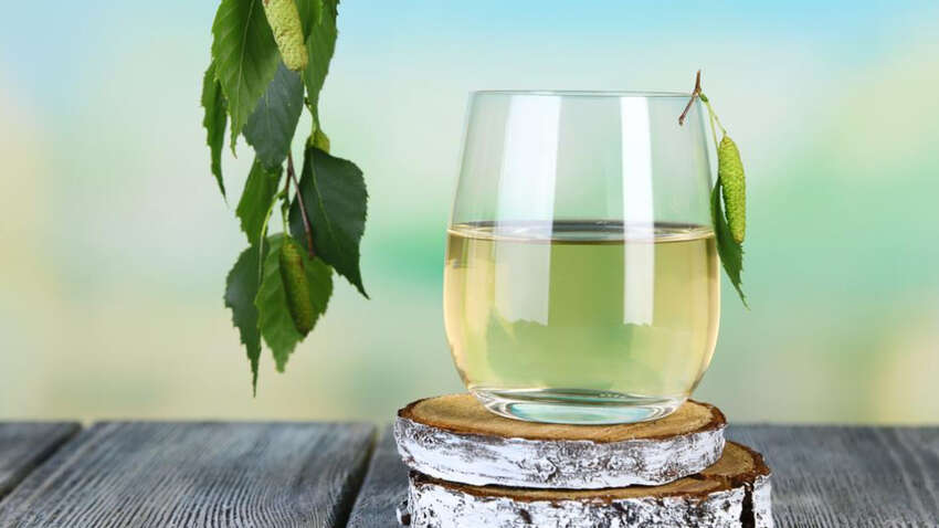 Березовый сок не так полезен, как все считают: кому может навредить весенний напиток