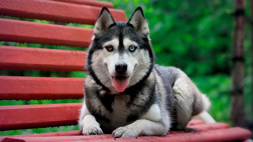 В Украине разработали металлический жетон с QR-кодом для домашних животных