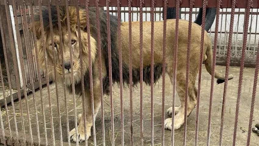 Эвакуация животных из "Фельдмана Экопарка": какая ситуация сейчас Эвакуация животных из "Фельдмана Экопарка": какая ситуация сейчас