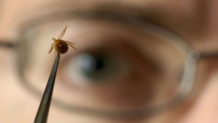 Будьте обережні, якщо у вас ця група крові: її найчастіше обирають кліщі 