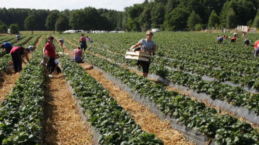 Фінляндія буде завозити до себе чартерами українських працівників