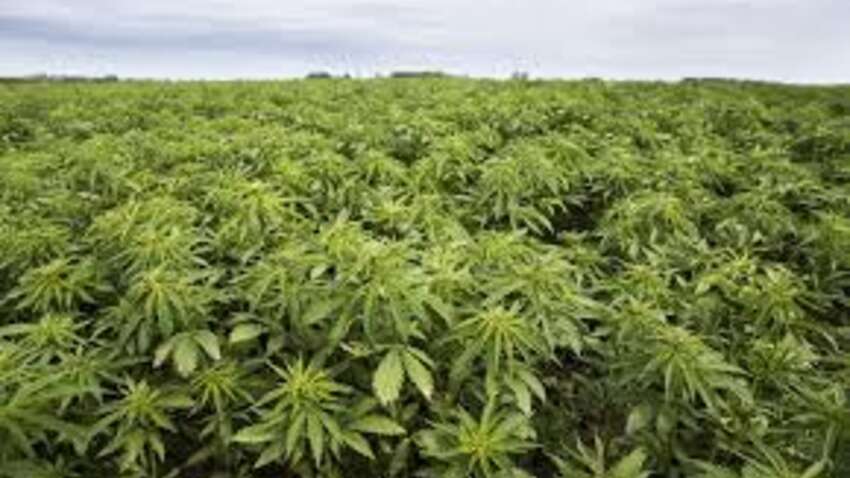 Будем сіяти коноплі: 100 га промислових конопель приносять до 12 млн грн прибутку