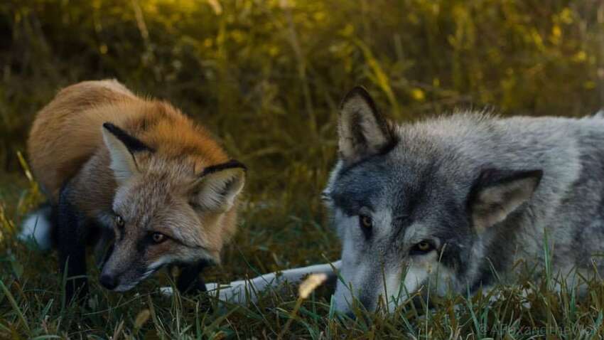 Киевлянка, кроме волка, держала в квартире еще одно дикое животное: что обнаружила полиция