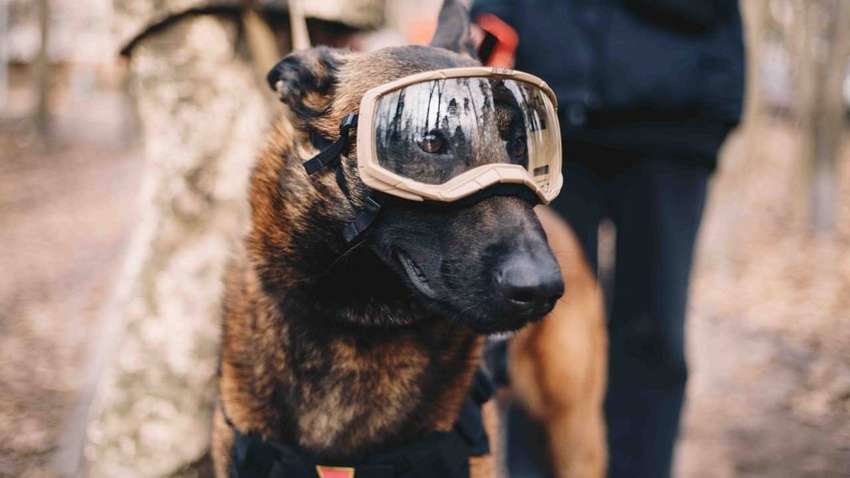 У Патрона з'явився помічник – нова знаменитість пес-сапер Алмаз (ФОТО)