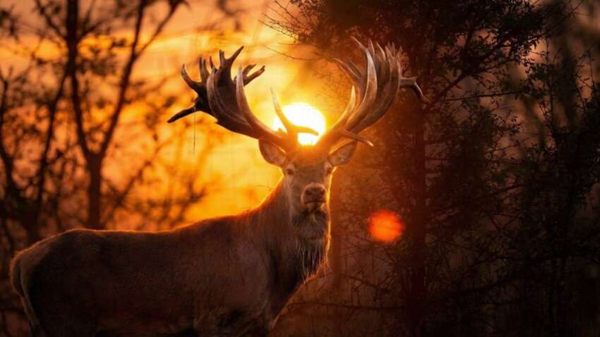 В Україні браконьєр вбив оленя-рекордсмена Руні з величезними рогами (ФОТО)