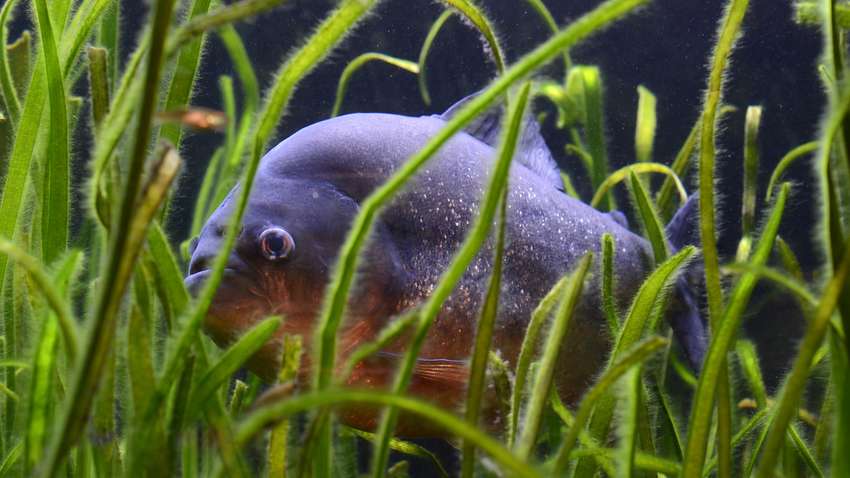 В Аргентине стая пираний напала на 13-летнюю девочку: откусили палец  В Аргентине стая пираний напала на 13-летнюю девочку: откусили палец