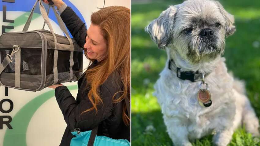 Женщина клонировала умершую собаку и теперь жалеет: что пошло не так