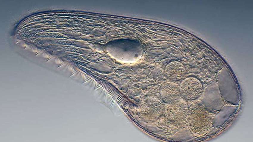 Ученые нашли возможного предка всех животных (фото)