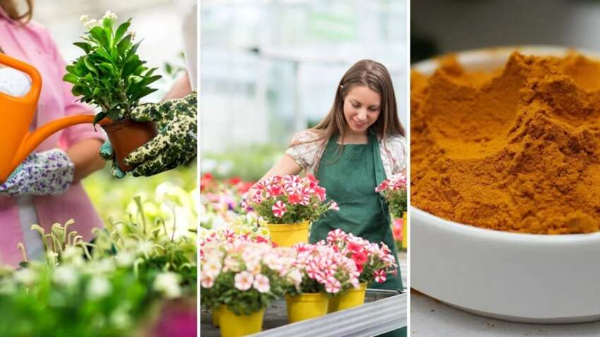 Куркума в саду: як проста спеція гарантовано відлякає шкідників та захищає рослини 