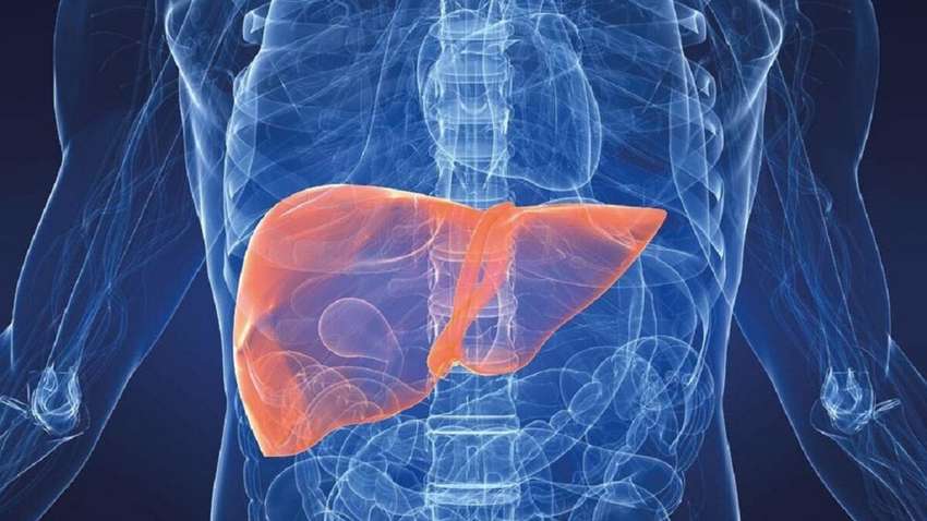 Исследователи назвали привычки, которые разрушают печень Исследователи назвали привычки, которые разрушают печень
