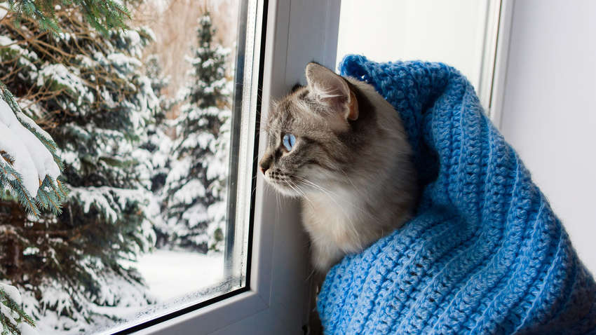 Якою буде погода в Україні 10 січня — прогноз синоптика