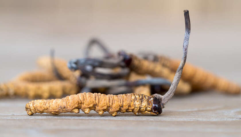 Це не трюфель: який гриб найдорожчий у світі Це не трюфель: який гриб найдорожчий у світі