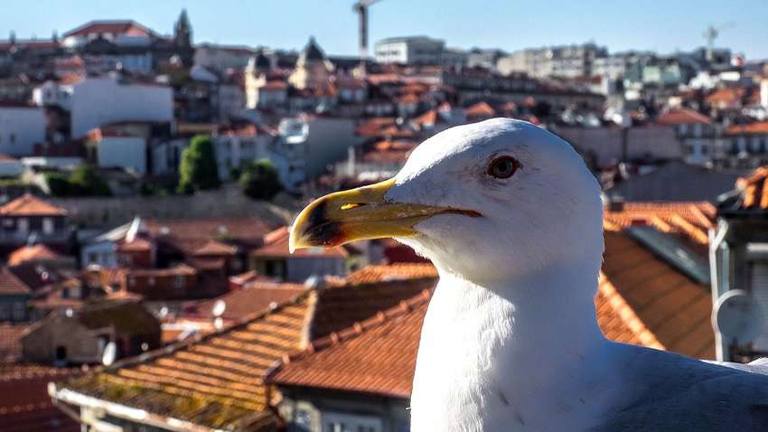 У Парижі чайки масово атакують поліцейські безпілотники