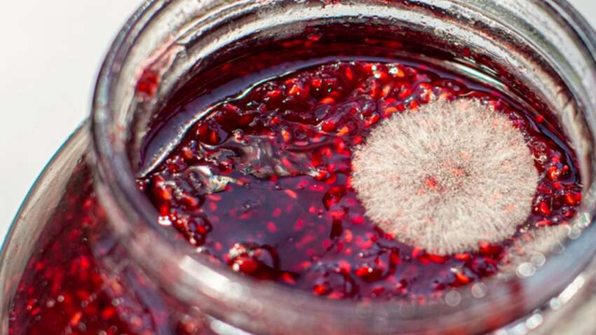 Плесень на варенье: когда его еще можно спасти