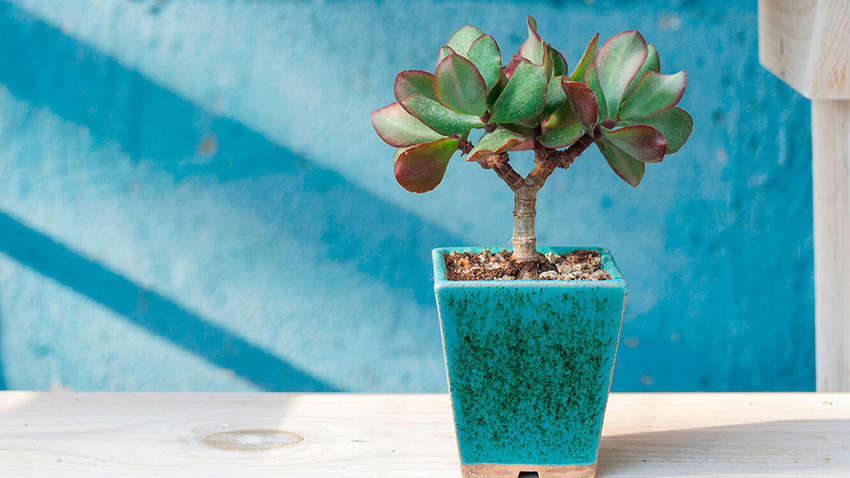 П'ять кімнатних рослин, які приносять удачу в дім П'ять кімнатних рослин, які приносять удачу в дім