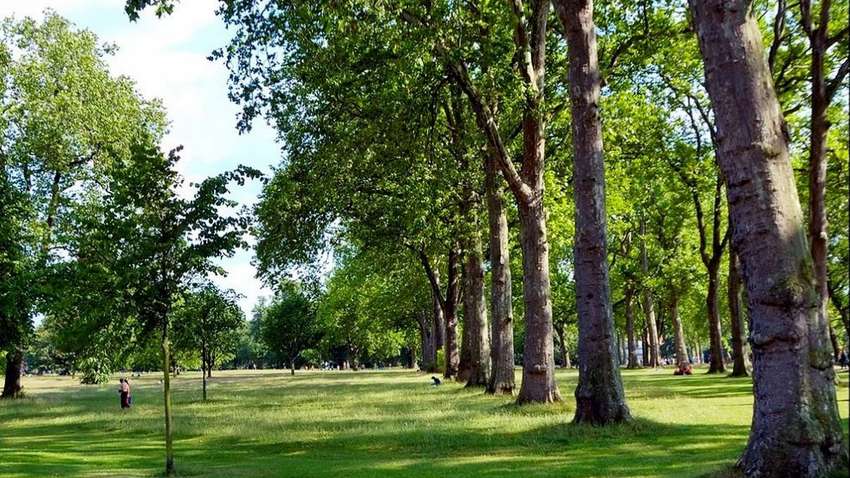 Раде рекомендуют принять закон об уничтожении зеленых насаждений: что он предусматривает
