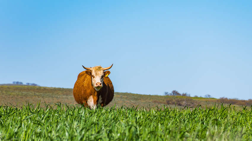 Новый налог на землю: сколько украинцы будут платить