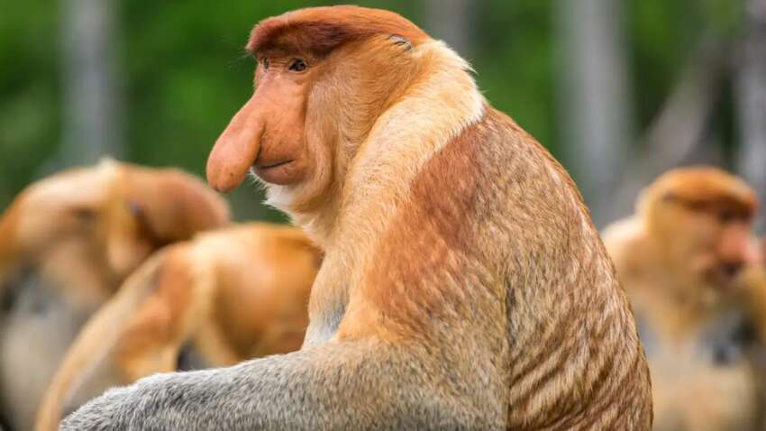 Чому мавпи-носачі мають великі носи: науковці розкрили еволюційну загадку Чому мавпи-носачі мають великі носи: науковці розкрили еволюційну загадку