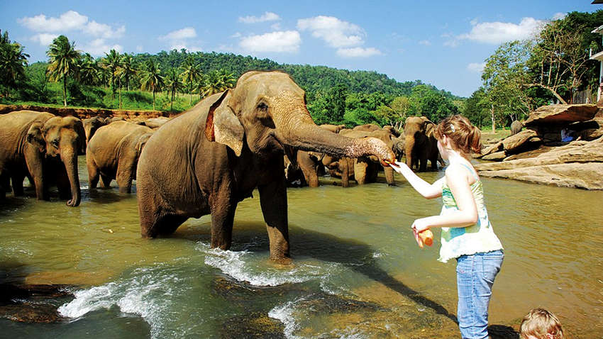 МАУ собралась летать на Шри-Ланку: новый рейс из Киева