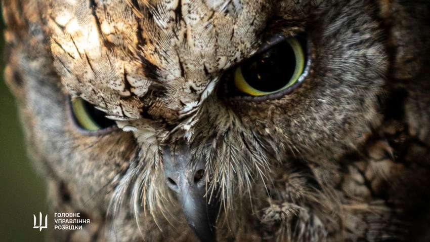 В «биолаборатории» пополнение: кого под личную опеку получил Буданов  