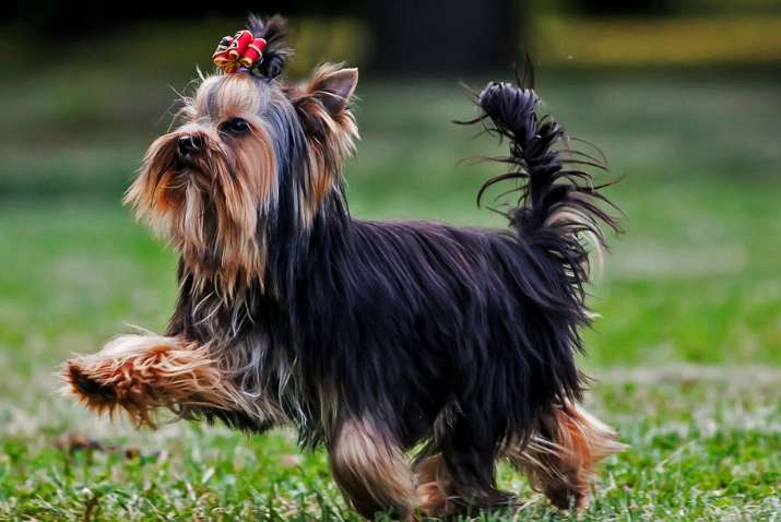 Кинологи назвали самые добрые породы собак