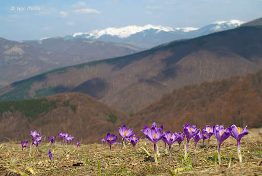 Весна пришла: на Закарпатье расцвел краснокнижный шафран (ФОТОФАКТ) Весна пришла: на Закарпатье расцвел краснокнижный шафран (ФОТОФАКТ)