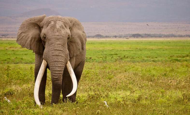 Зимбабве планирует массовый забой слонов для борьбы с продовольственным кризисом Зимбабве планирует массовый забой слонов для борьбы с продовольственным кризисом