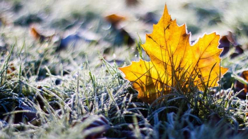 В Украине прогнозируют ночные заморозки: где и когда