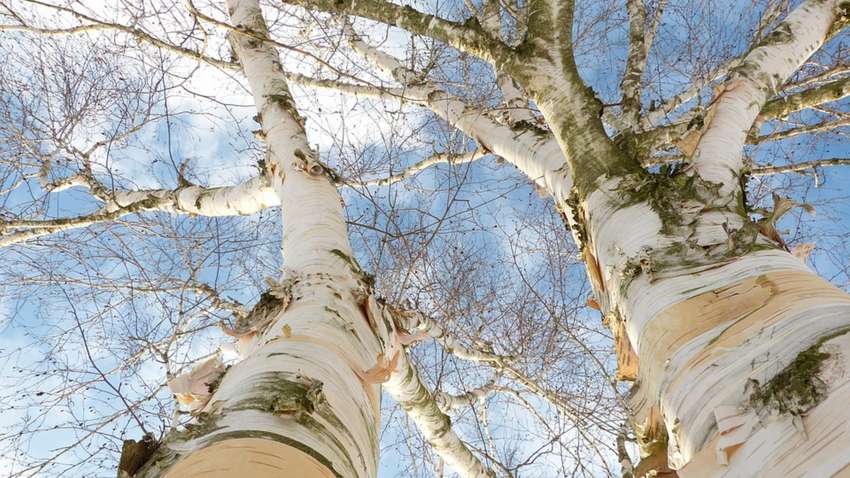 Народный праздник 11 мая: что не желательно делать в этот день