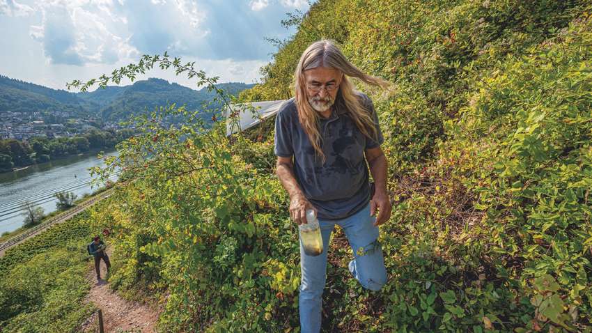 Плохие новости для человечества: почему на планете уменьшилось количество насекомых на 75%