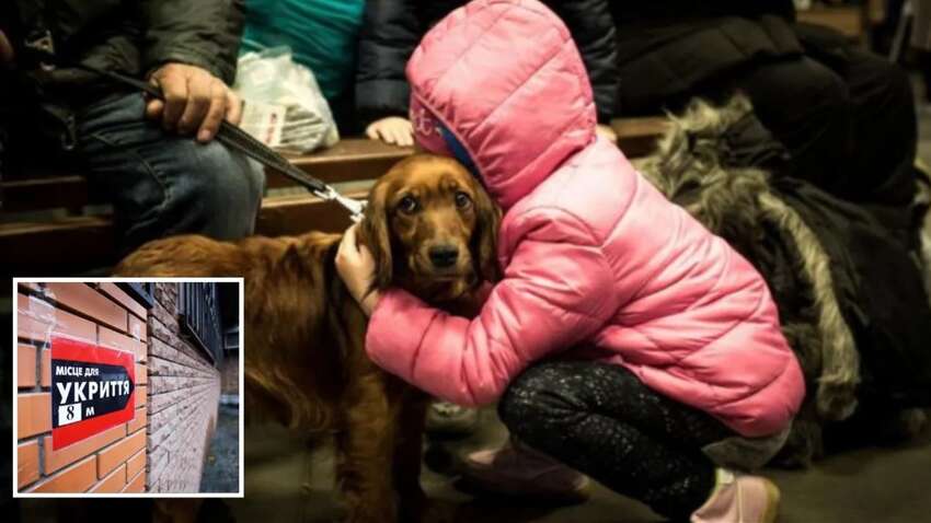 Не пустили с собакой в укрытие: что делать Не пустили с собакой в укрытие: что делать