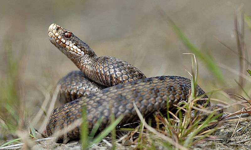 Супрун рассказала, что делать при укусе змеи