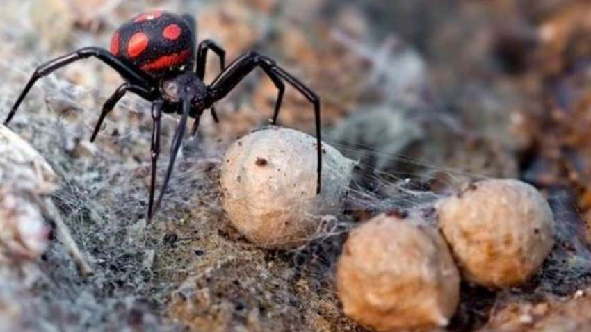 Нашестя отруйних павуків в Україні: у МОЗ зробили заяву