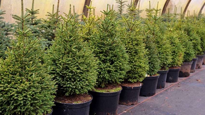 Стали известны цены на новогодние елки в Украине Стали известны цены на новогодние елки в Украине