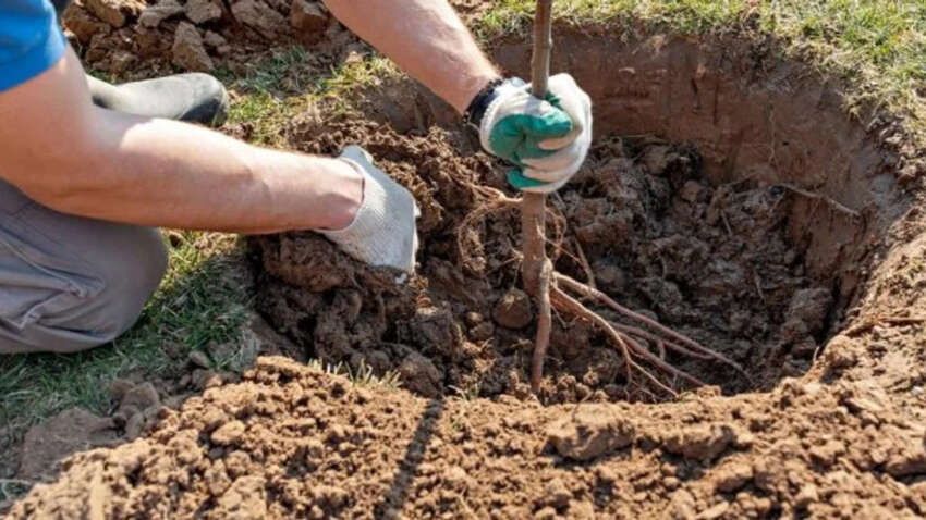 Эти пять плодовых деревьев категорически нельзя сажать осенью Эти пять плодовых деревьев категорически нельзя сажать осенью