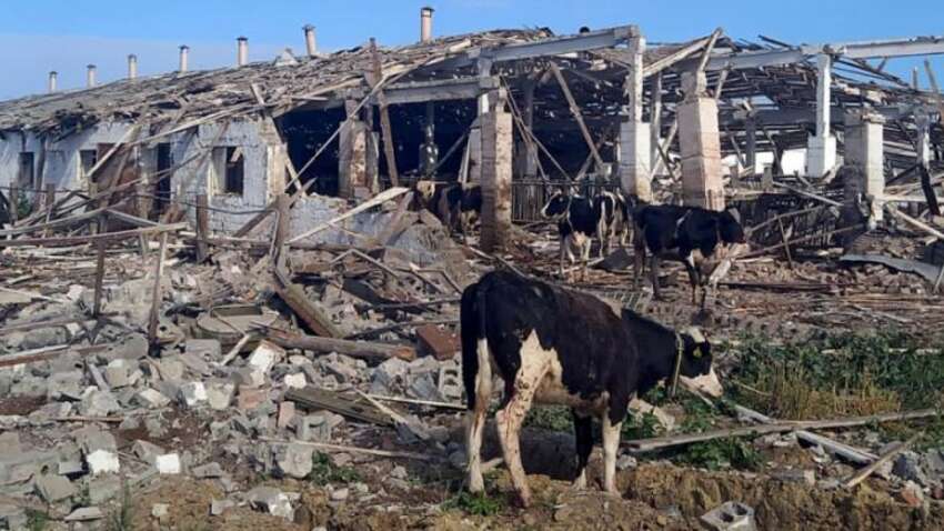 Миллиарды долларов убытков: Украина показала реальную цену ударов России по агросектору Миллиарды долларов убытков: Украина показала реальную цену ударов России по агросектору