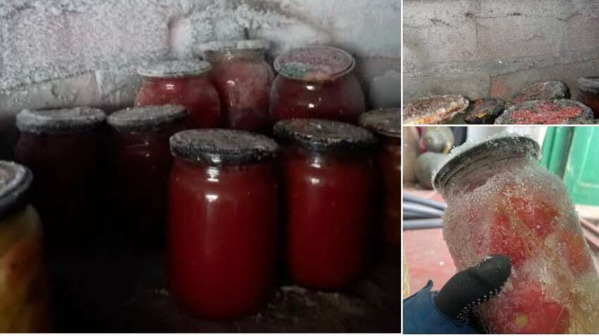 Ваші закрутки замерзли: ось що може врятувати урожай і гроші прямо зараз