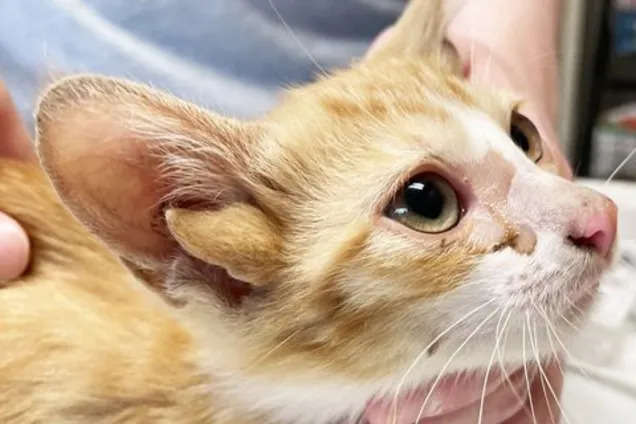 В США родился котенок с четырьмя ушами: как выглядит питомец 