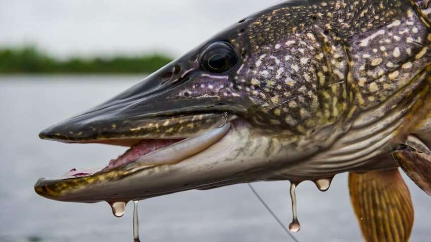 В Днепре рыбак поймал гигантскую трофейную щуку (ФОТО)